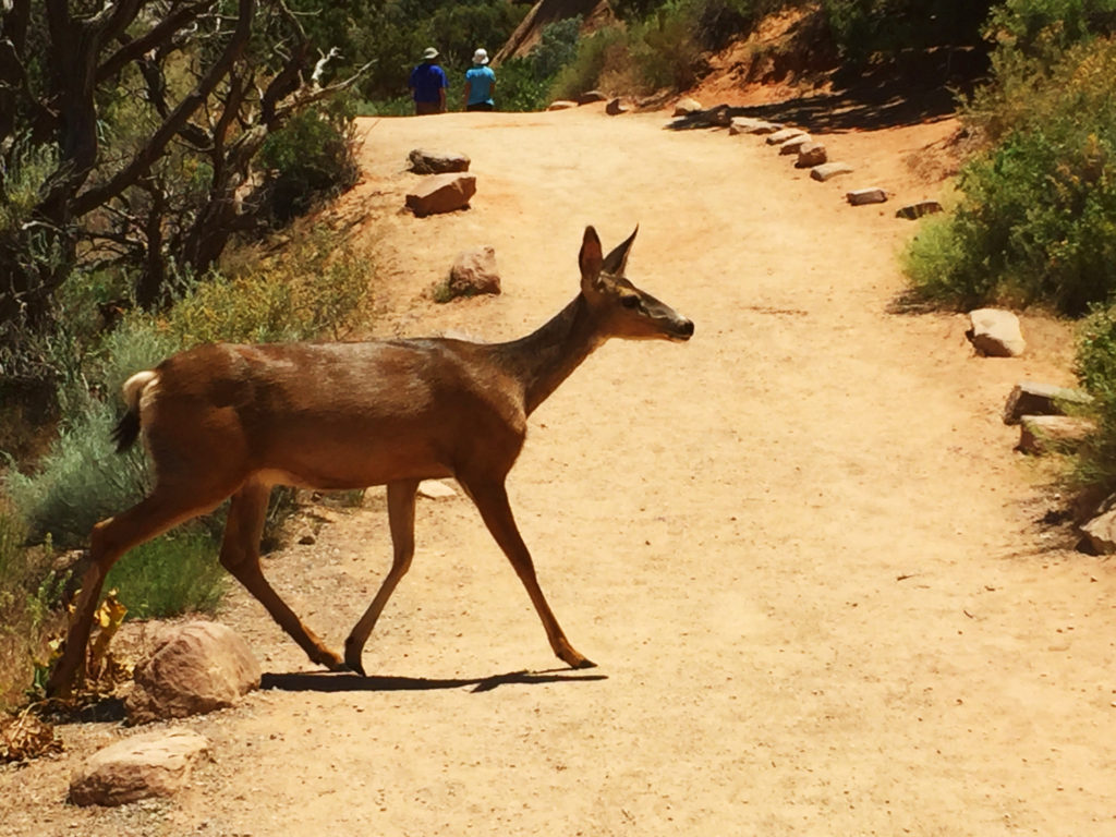 Devil's Garden Trail