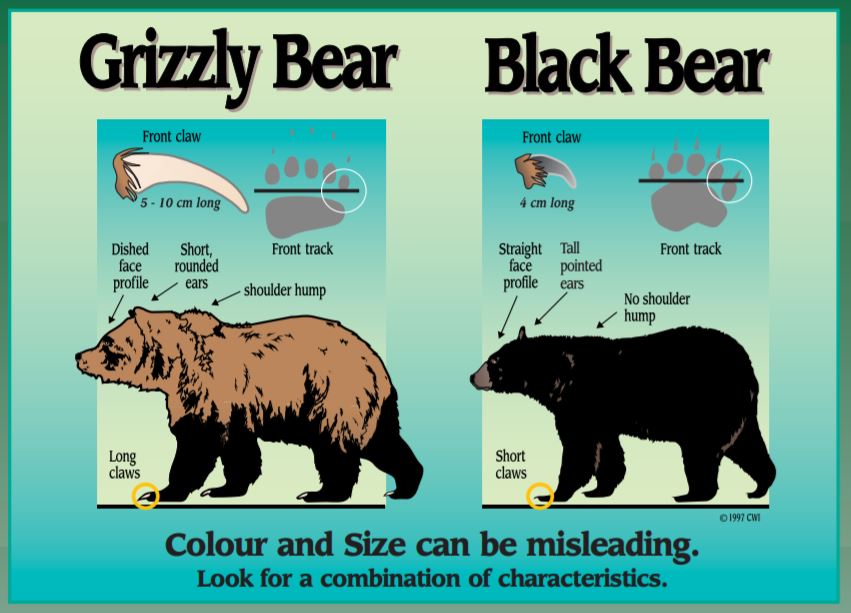 Grizzly vs Black Bear