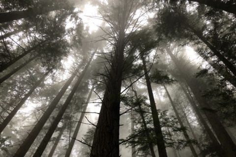 Grouse Grind Trail
