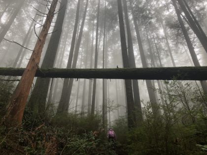 Belcarra Bluffs Hike