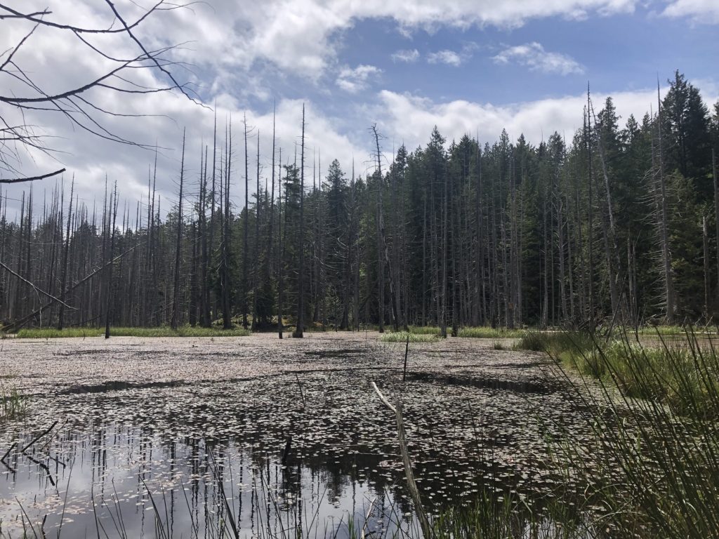 Sunshine Coast Trip - Smuggler Cove Hike