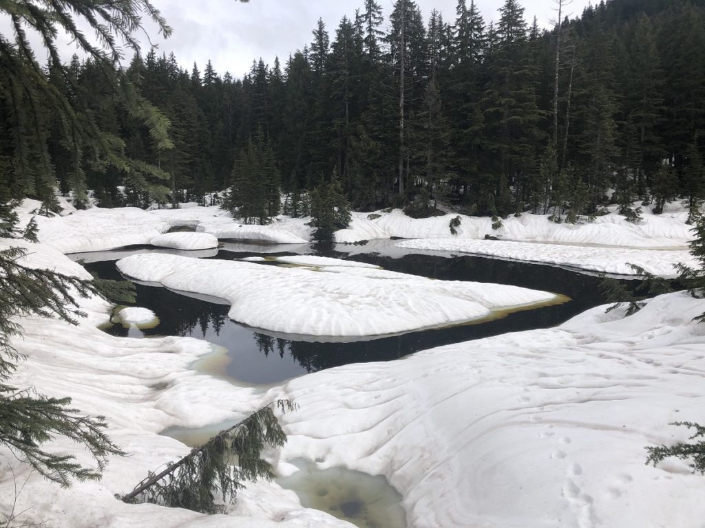 Sterling Loop Trail in Pinecone Burke Provincial Park - Lily Pad Lake