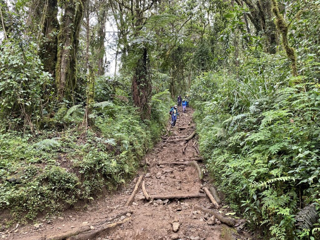 Kilimanjaro Hike from Mweka Hut to Mweka Gate