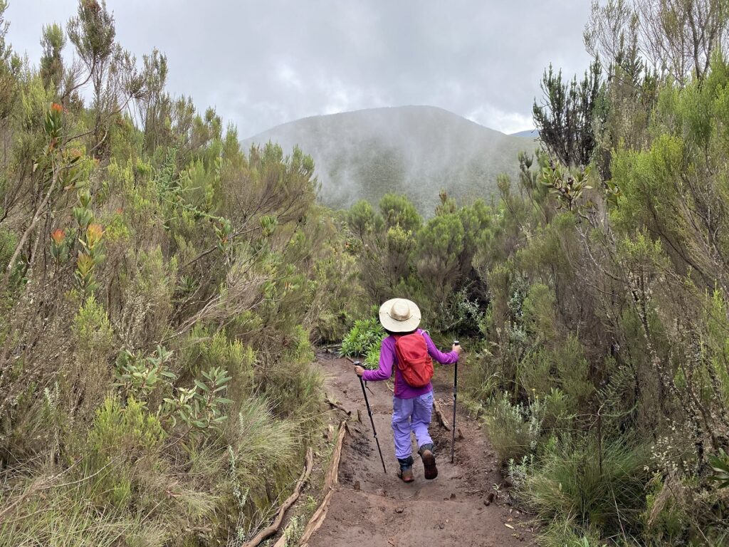 Kilimanjaro Trek Alternative Lemosho Route - Hike to Shira 1 Camp
