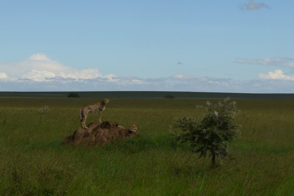 5-Day Tanzania Safari Cheetahs in Serengeti