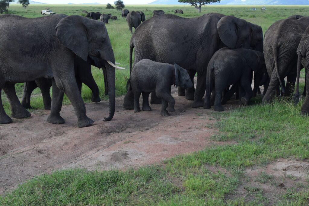 5-Day Tanzania Safari Serengeti National Park - Herd of Elephants