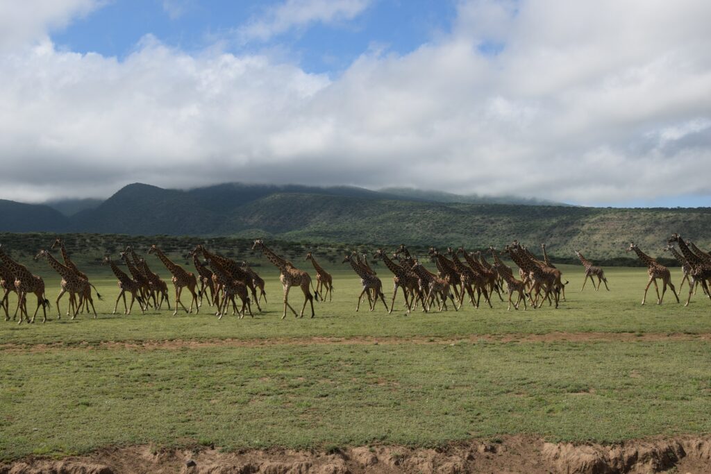5-Day Tanzania Safari Ngorongoro Conservation Area - Tower of Giraffes