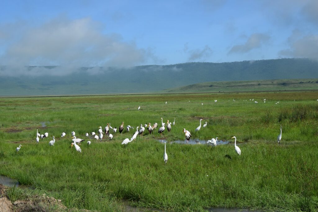 5-Day Tanzania Safari Ngorongoro Crater Birds