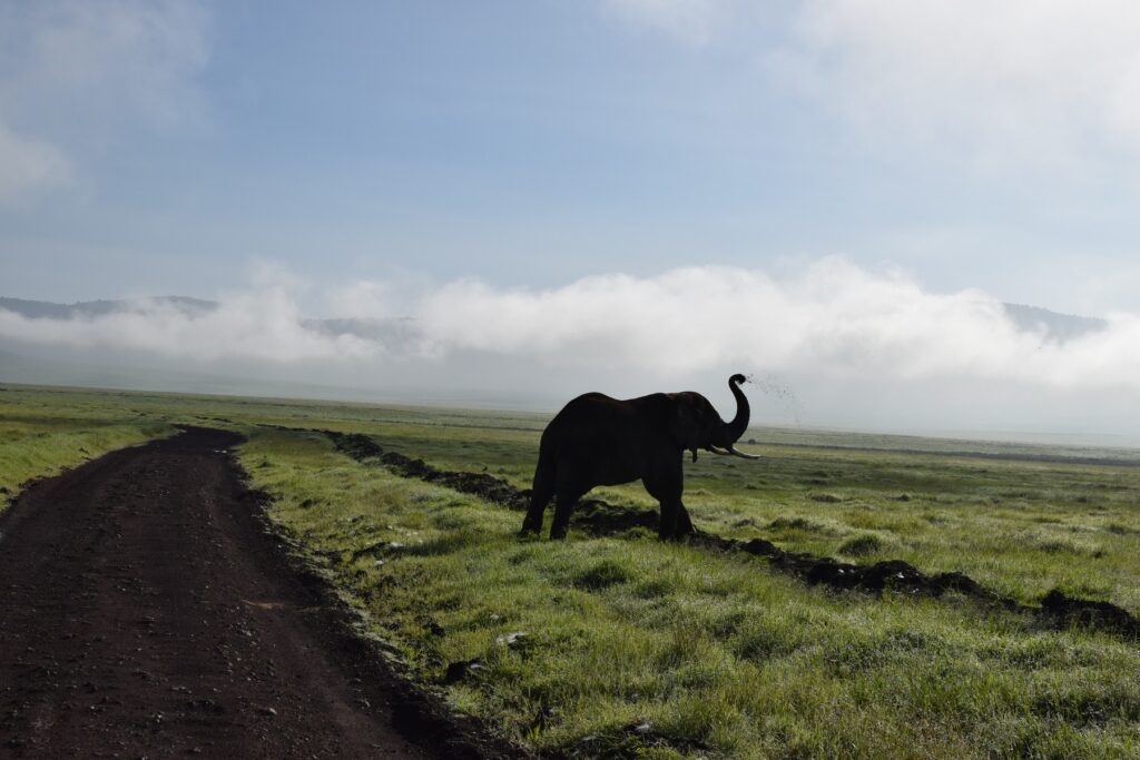 5-Day Tanzania Safari Ngorongoro Crater Elephant