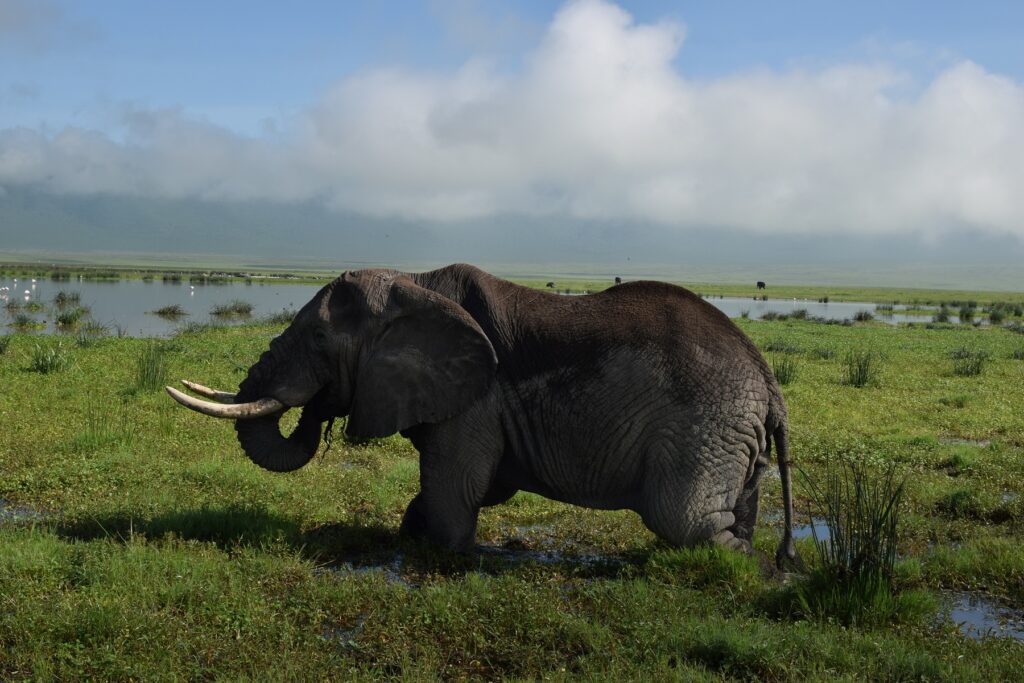 5-Day Tanzania Safari Elephant in Swamp in Ngorongoro Crater