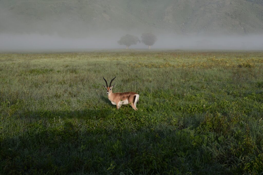 5-Day Tanzania Safari Ngorongoro Crater Gazelle