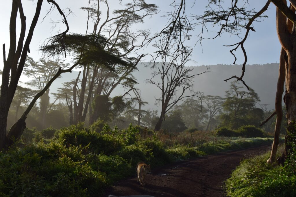 5-Day Tanzania Safari Ngorongoro Crater Lioness