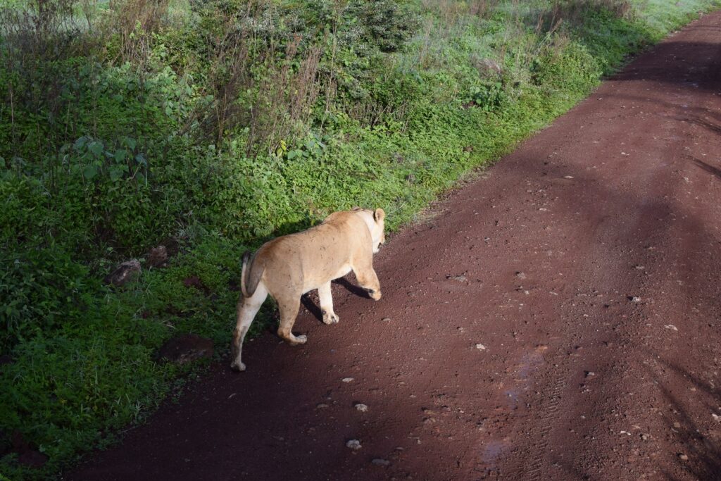 5-Day Tanzania Safari Ngorongoro Crater Lioness