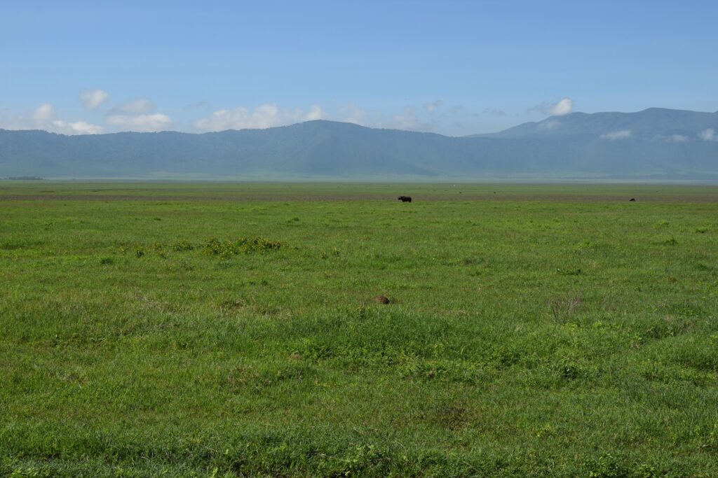 5-Day Tanzania Safari Ngorongoro Crater Two Horned Black Rhino