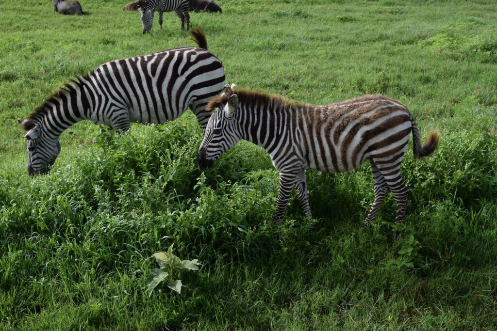 5-Day Tanzania Safari Ngorongoro Crater Baby Zebra