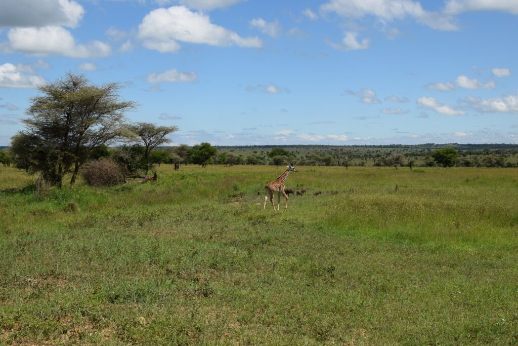 Serengeti National Park Baby Giraffe Warthogs