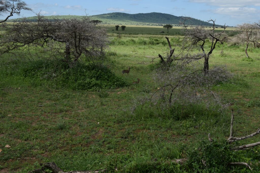 Serengeti National Park Dik-dik