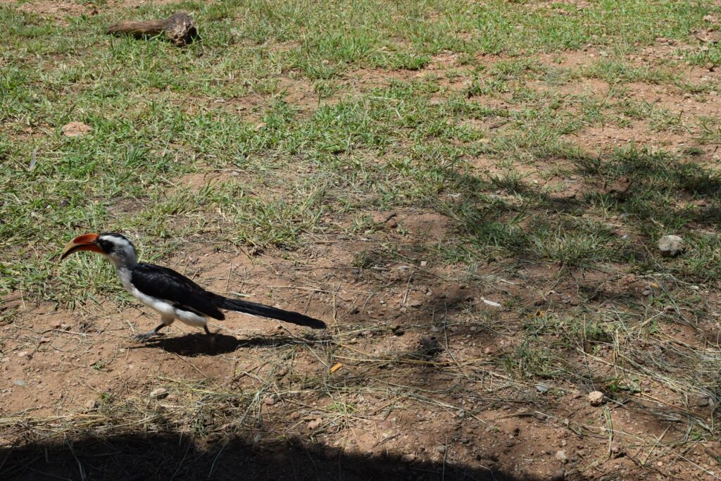 Serengeti National Park - Hornbill