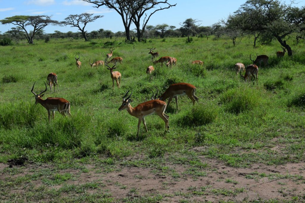 Serengeti National Park Impalas
