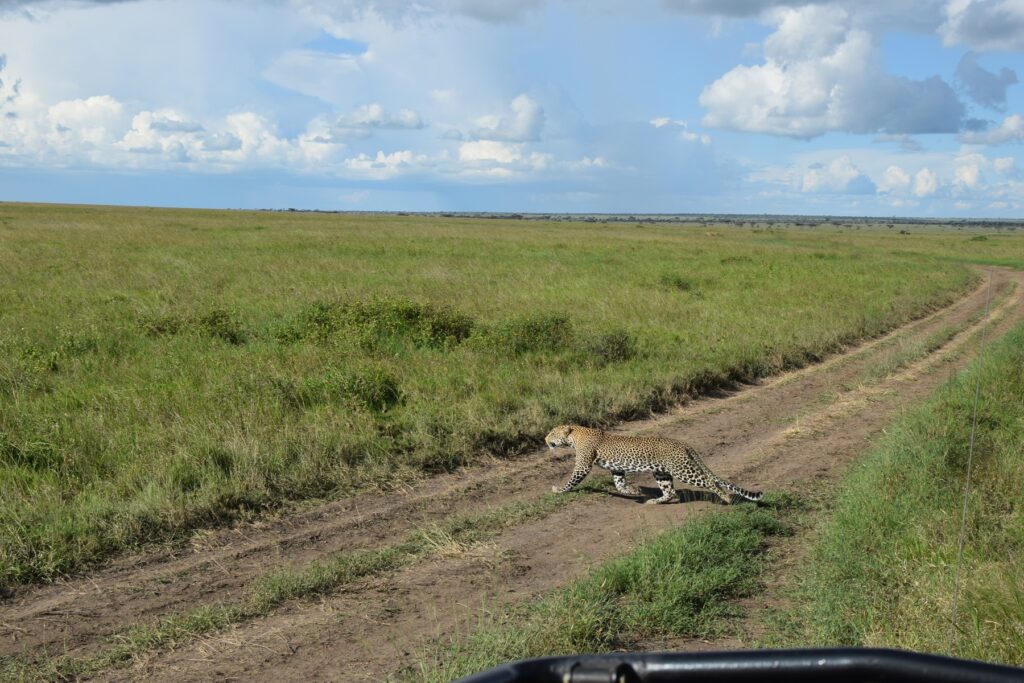 5-Day Tanzania Safari Serengeti National Park - Leopard