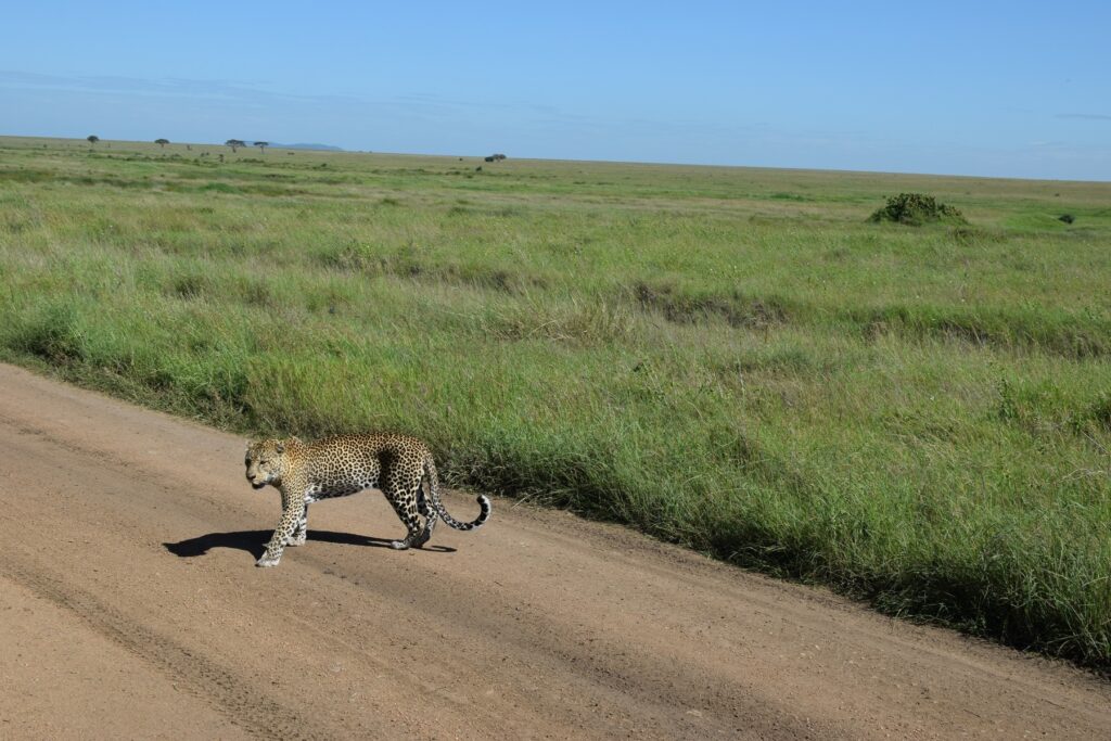5-Day Tanzania Safari Serengeti National Park Leopard 