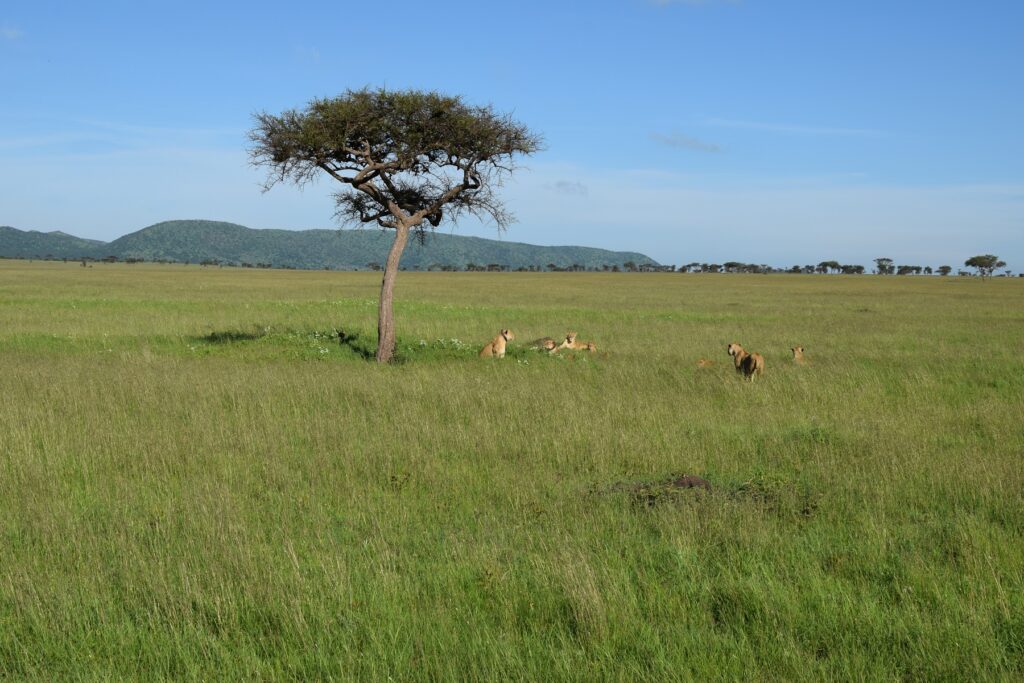 5-Day Tanzania Safari Pride of Lions - Serengeti National Park