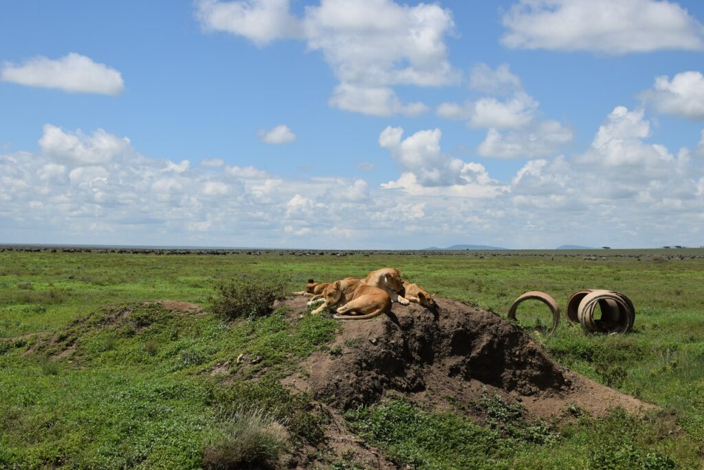 5-Day Tanzania Safari Serengeti National Park - Pride of Lions