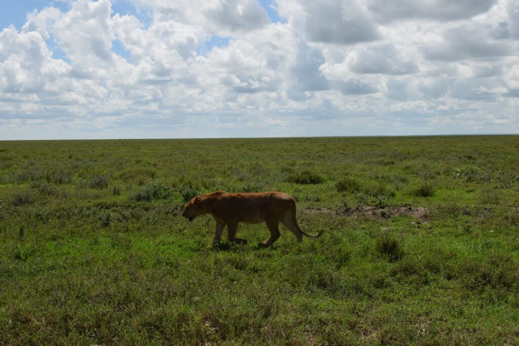 5-Day Tanzania Safari Serengeti National Park - Lions