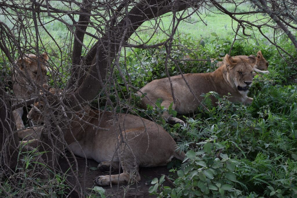 5-Day Tanzania Safari Serengeti National Park - Lions