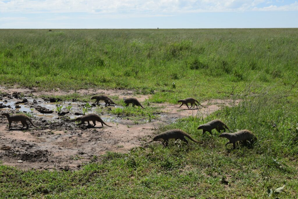 5-Day Tanzania Safari Serengeti Mongoose