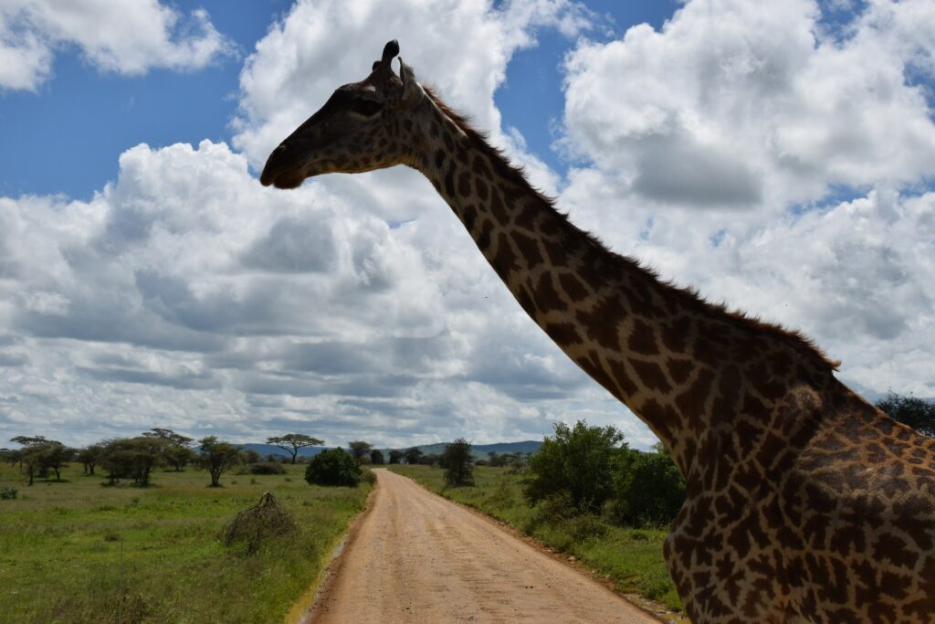 5-Day Tanzania Safari - Maasai Giraffe in Serengeti