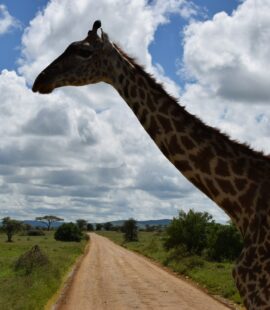 5-Day Tanzania Safari