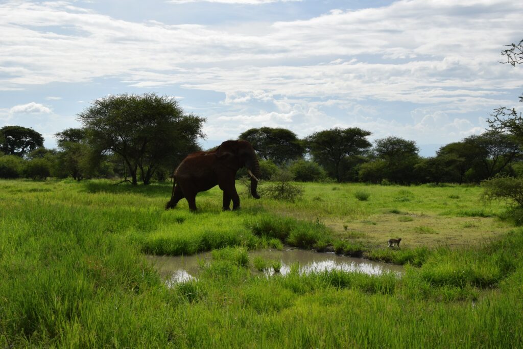 5-Day Tanzania Safari  Tarangire National Park - Elephant