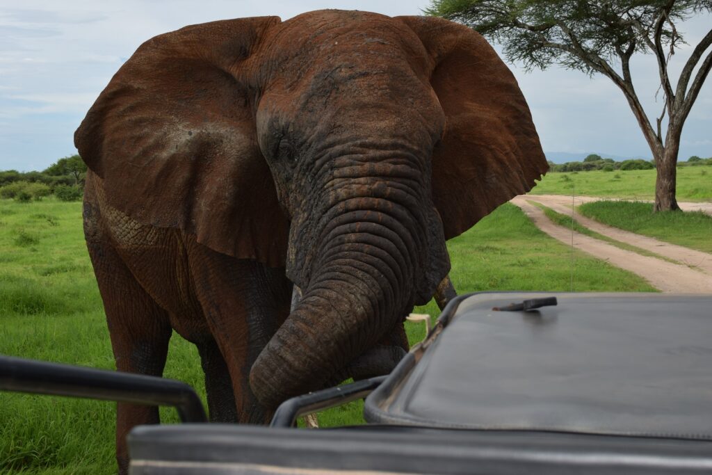 5-Day Tanzania Safari Tarangire National Park - Elephant close to Safari Vehicle