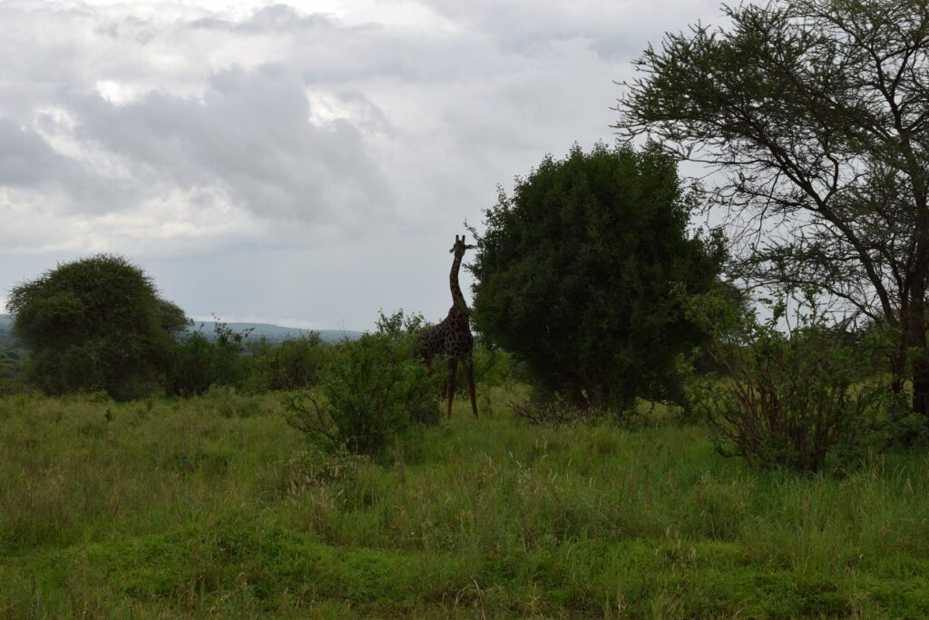 5-Day Tanzania Safari Tarangire  National Park Giraffe