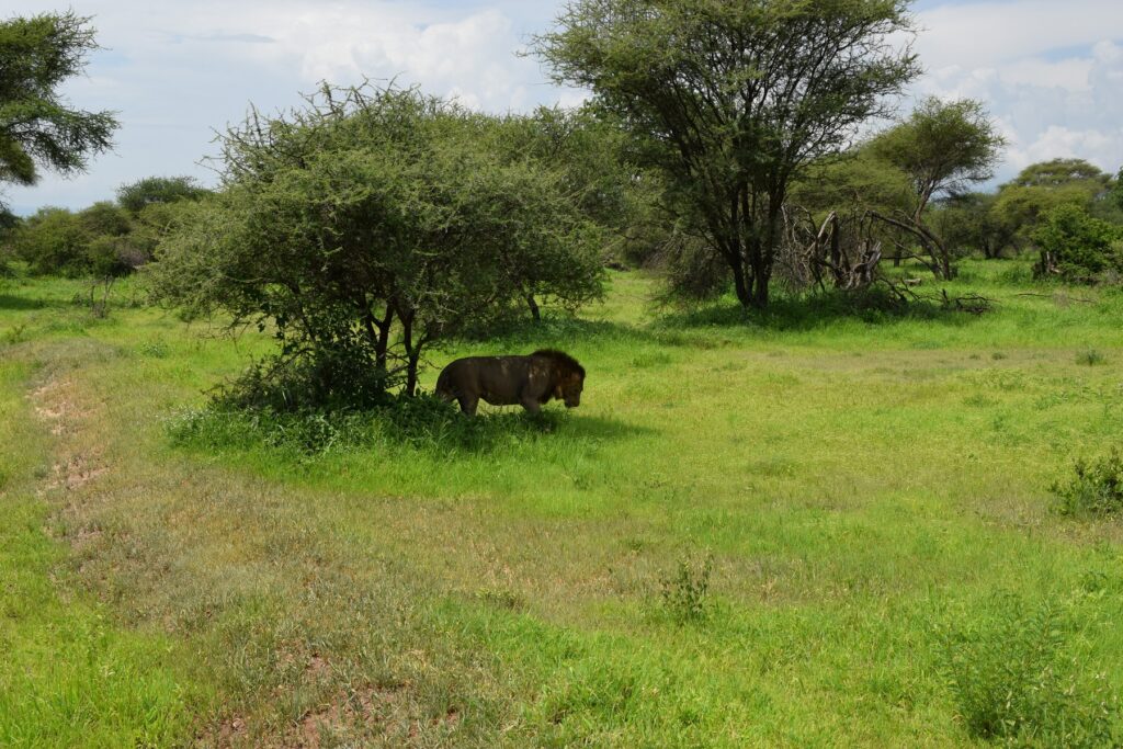 5-Day Tanzania Safari - Tarangire  National Park - Lion