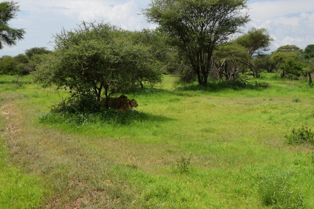 5-Day Tanzania Safari Tarangire  National Park - Lion and Lioness