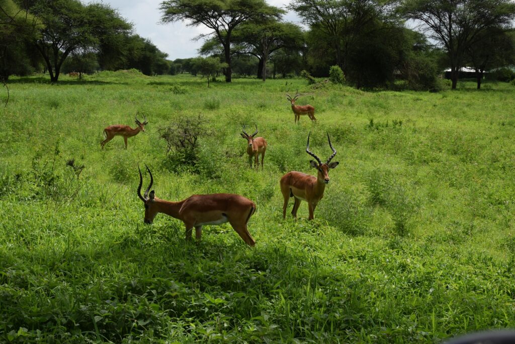 5-Day Tanzania Safari Tarangire National Park - Impalas