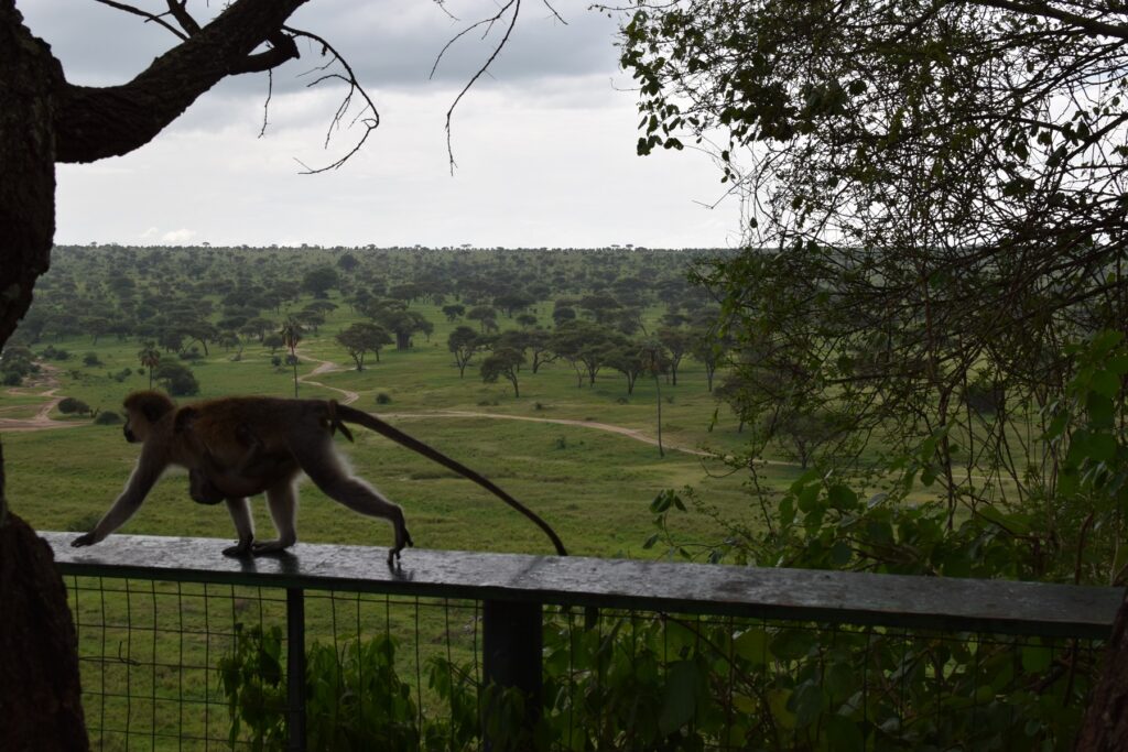 Tarangire National Park - Vervet Monkeys 