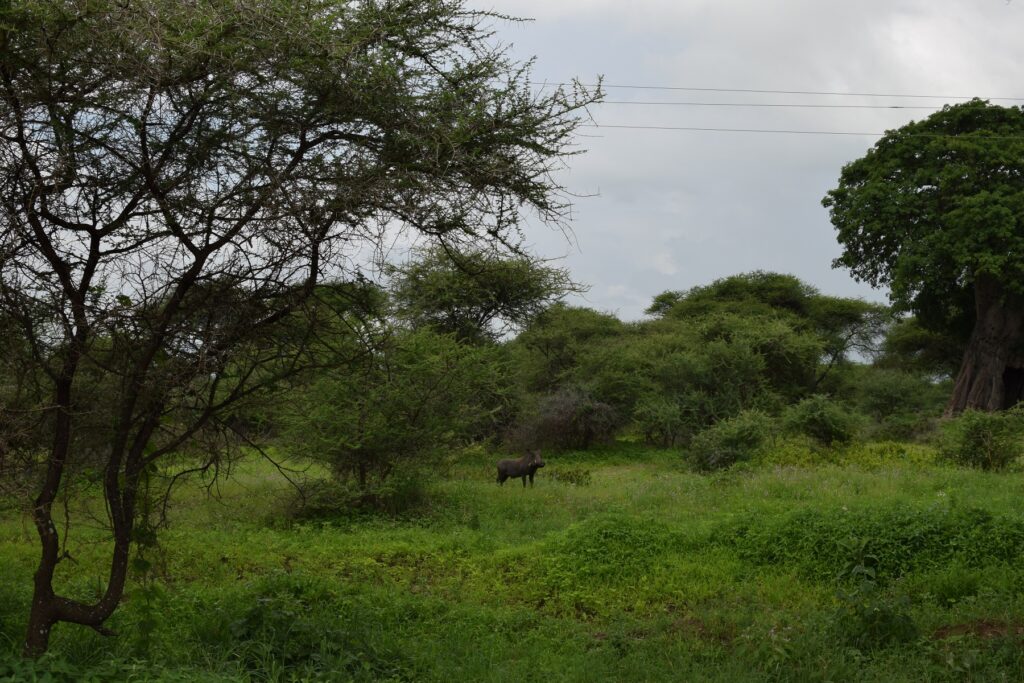 5-Day Tanzania Safari - Tarangire National Park - Warthog