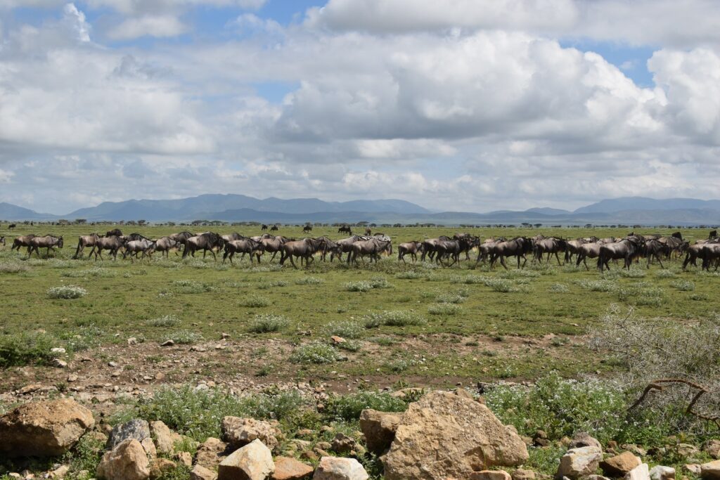5-Day Tanzania Safari Wildebeest Great Migration December