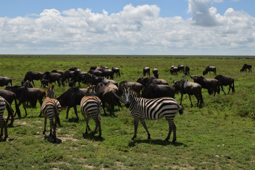 5-Day Tanzania Safari Wildebeest Zebra Great Migration
