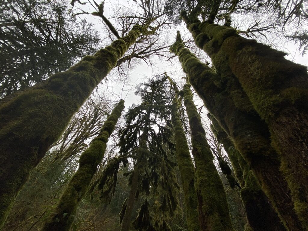 Eagle Mountain Hike - Rainforest Mossy Trees
