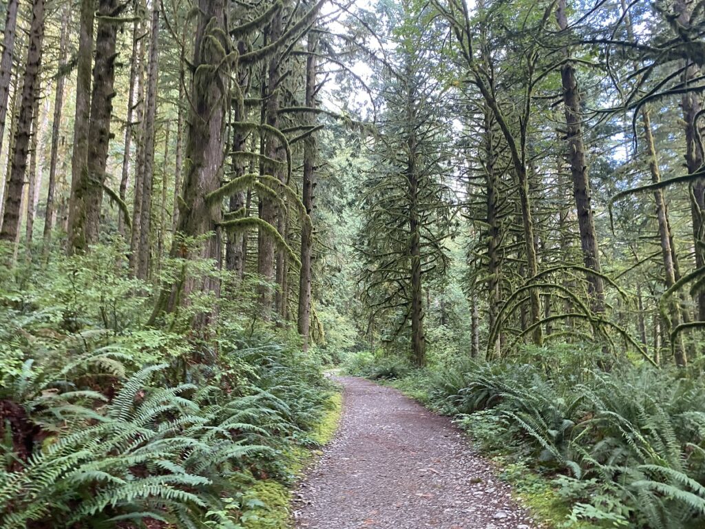 West Canyon Trail - Golden Ears Summit Hike