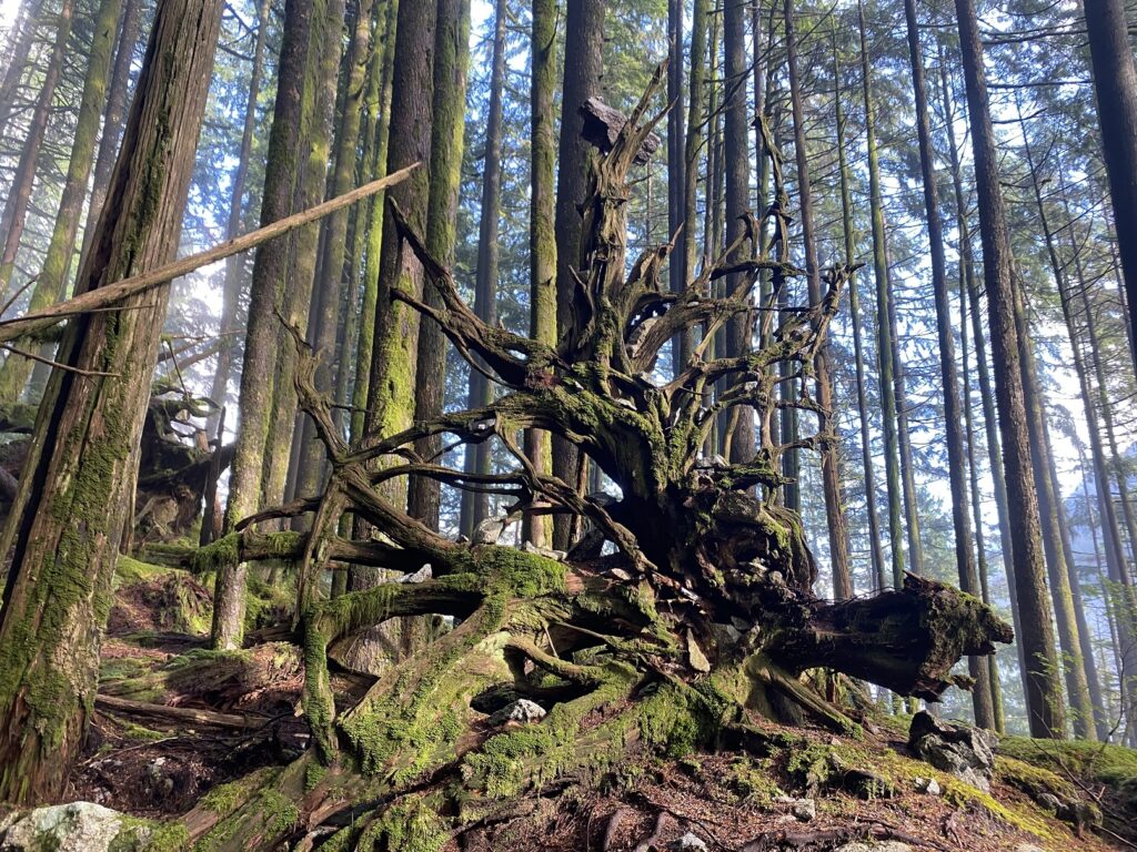 West Canyon Trail - Golden Ears Summit Hike