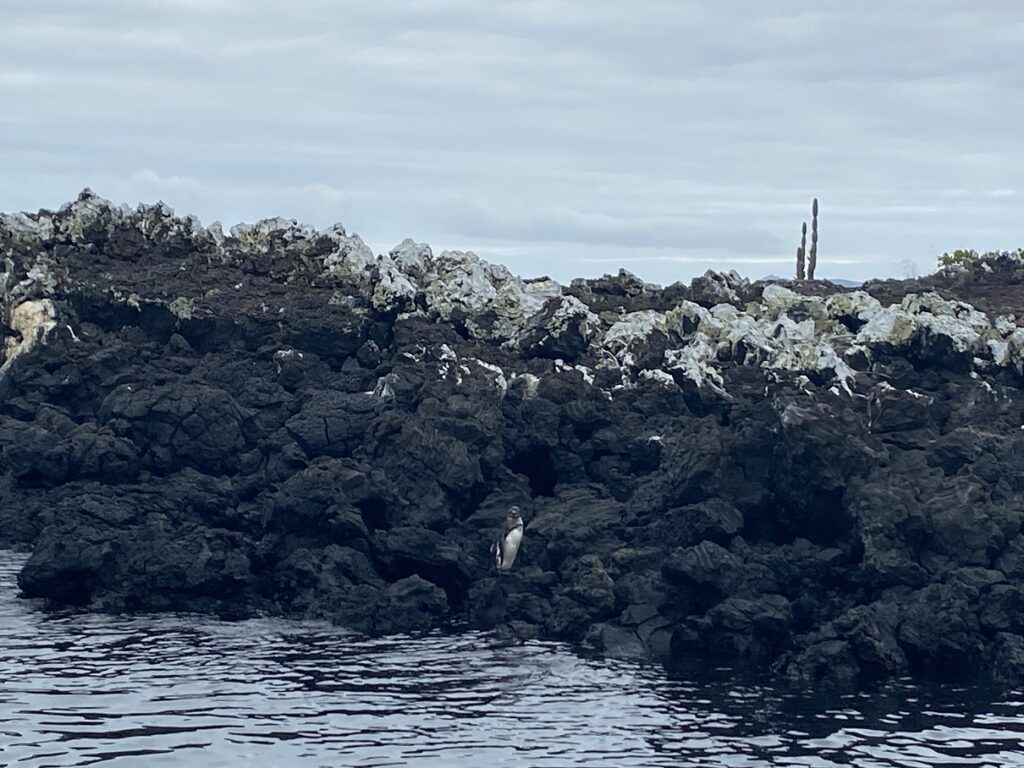 Ecuador Galapagos Isabela Las Tintoreras Tour