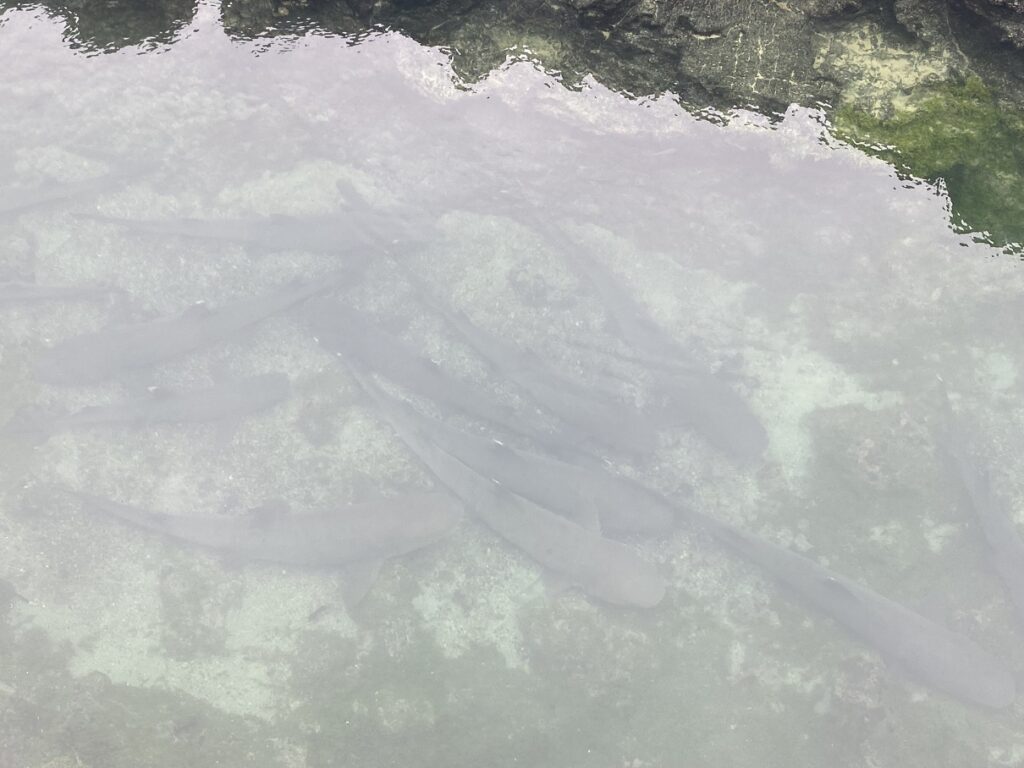 Ecuador Galapagos Isabela Las Tintoreras Tour