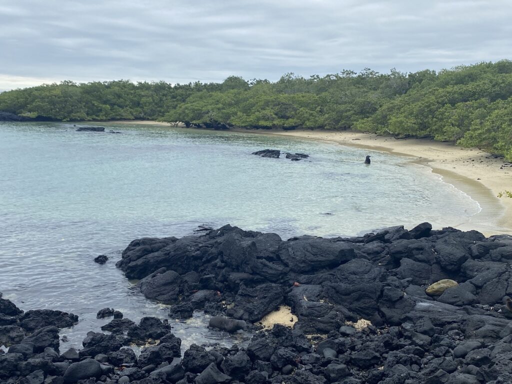 Ecuador Galapagos Isabela Las Tintoreras Tour