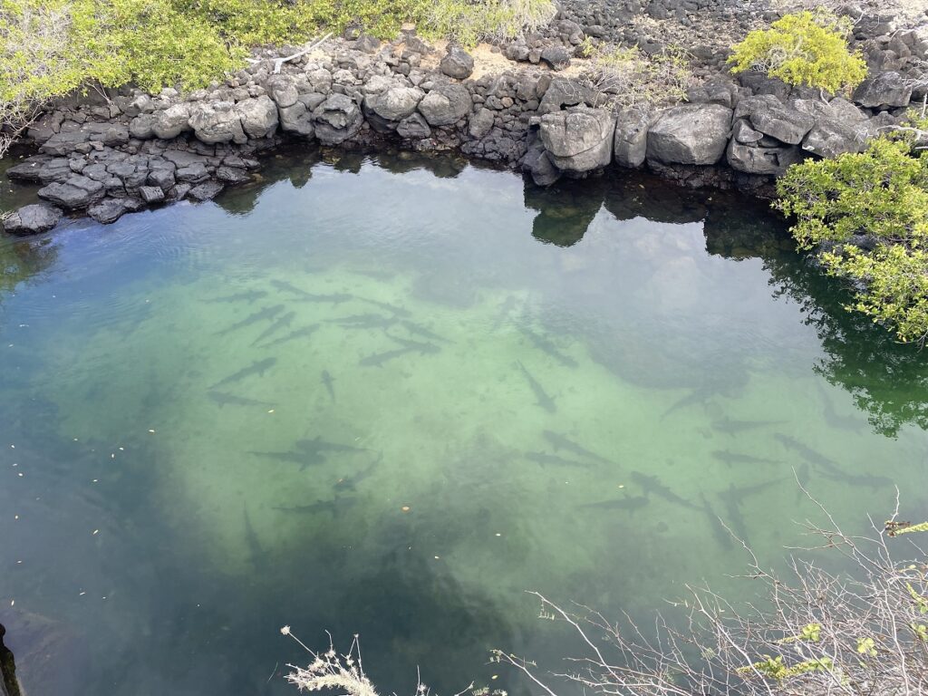 Ecuador Galapagos Santa Cruz Bay Tour Sharks