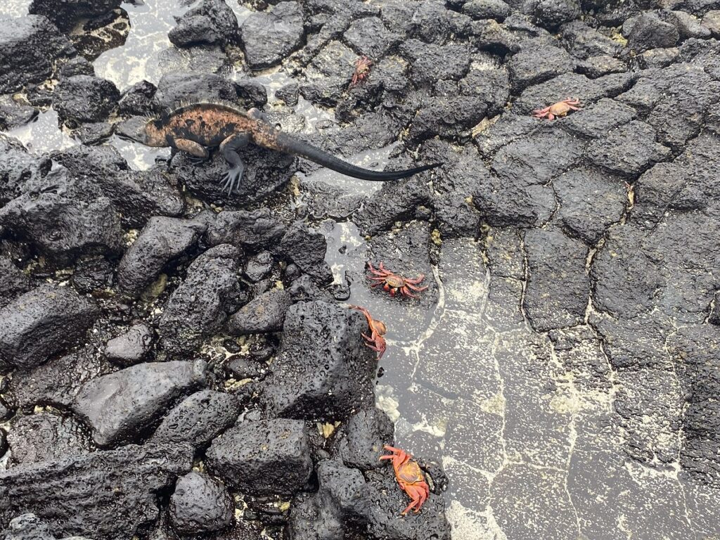 Ecuador Galapagos Santa Cruz Charles Darwin Research Station La Ratonera Beach